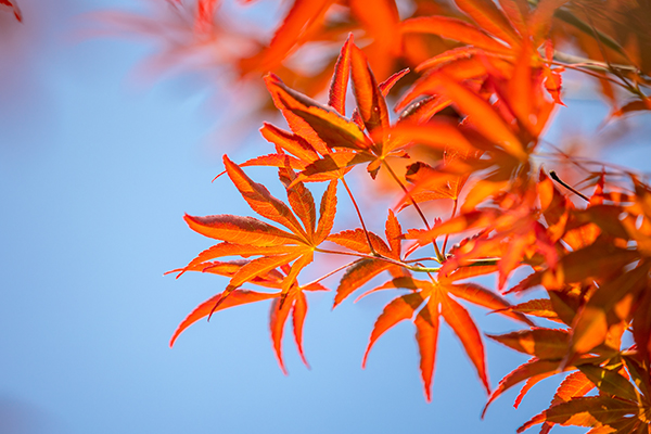 平安境内旅行保险怎么样？适合哪些人入手？一文说清楚！